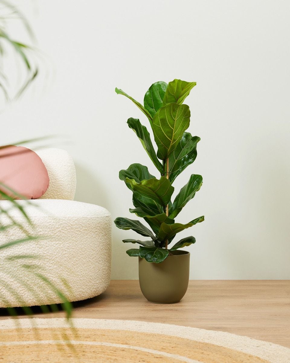 Acquista Grandi piante d'appartamento online