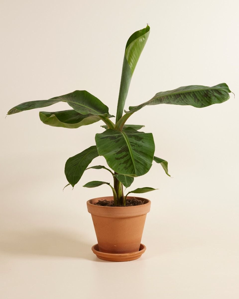 Banana Tree (Plant)