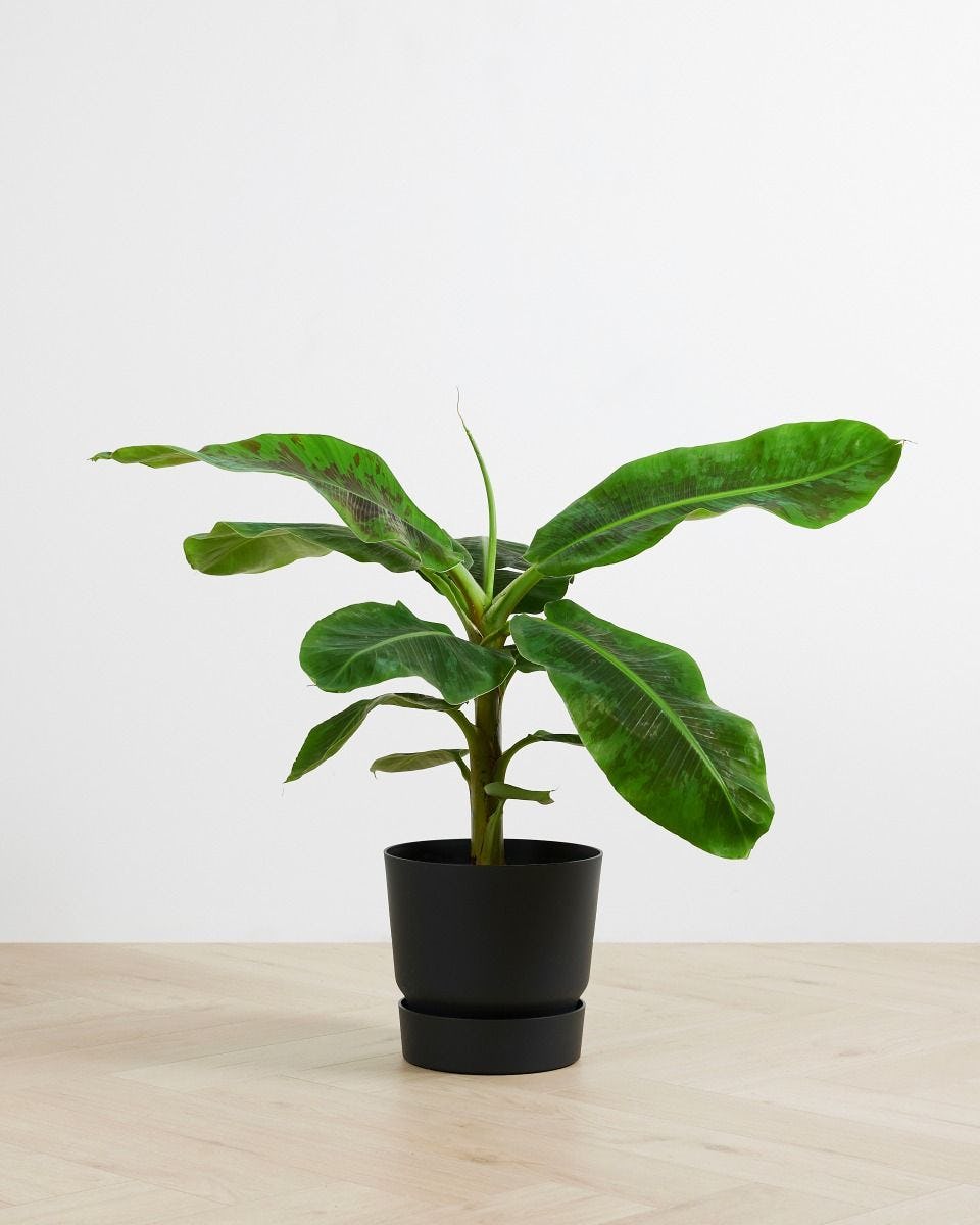 Dwarf Cavendish Banana Tree (Plant) XL online kopen | PLNTS.com
