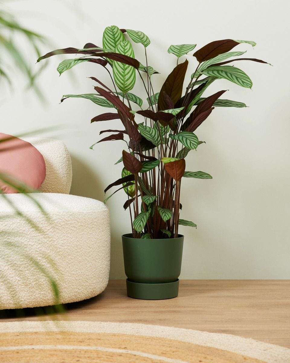attent maagpijn Beven Calathea Oppenheimiana XXL (Prayer plant) online kopen | PLNTS.com