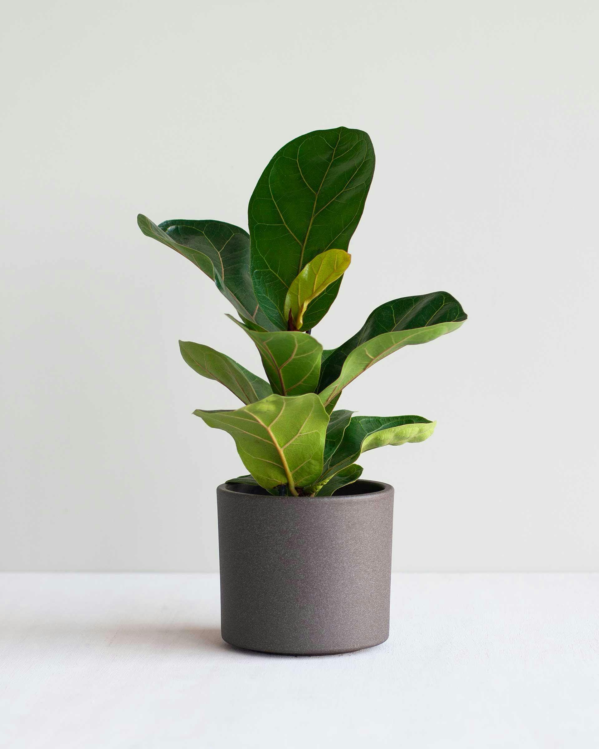 Shop Ficus Lyrata M (Fiddle Leaf Fig) | PLNTS.com