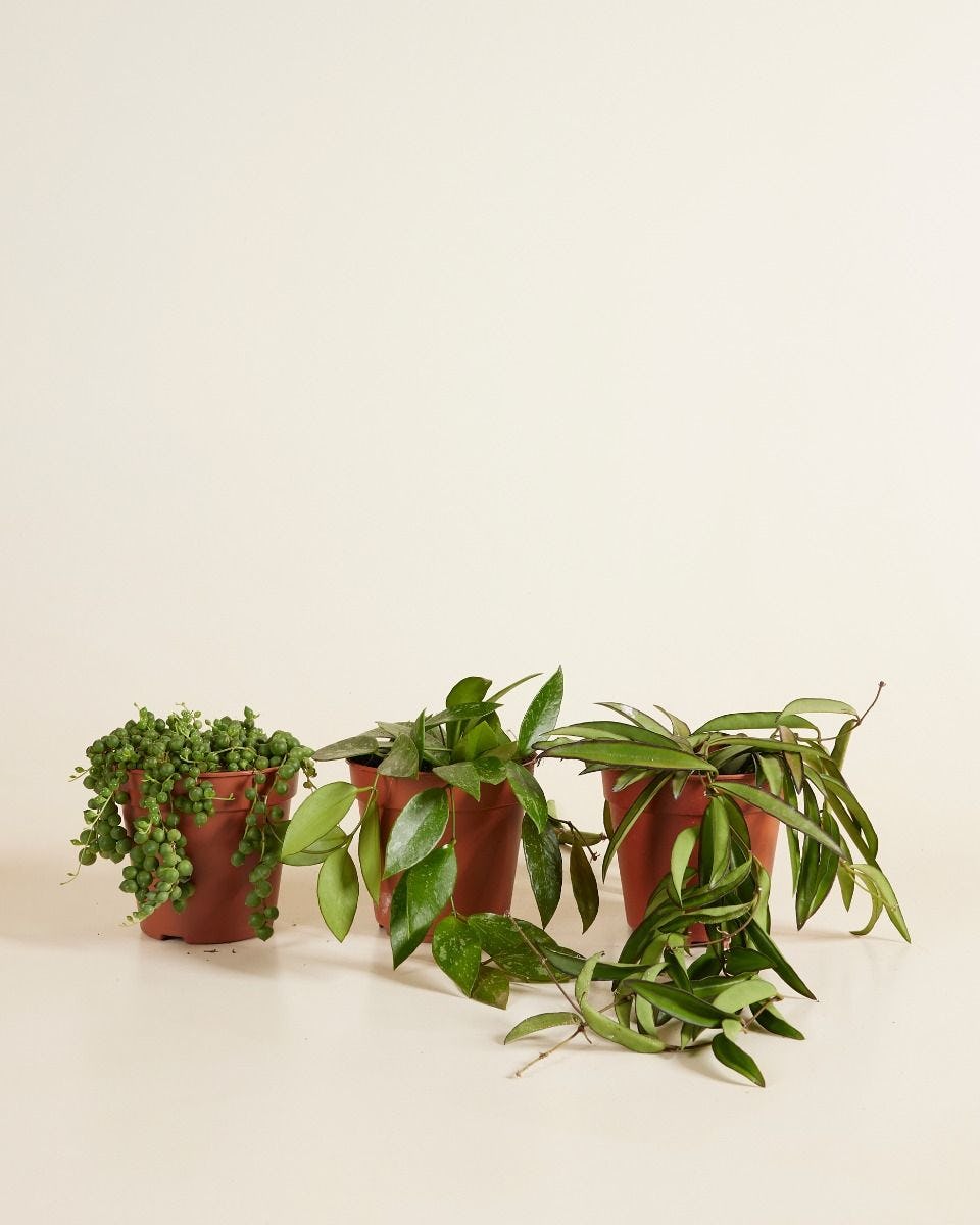 Set de plantes suspendues