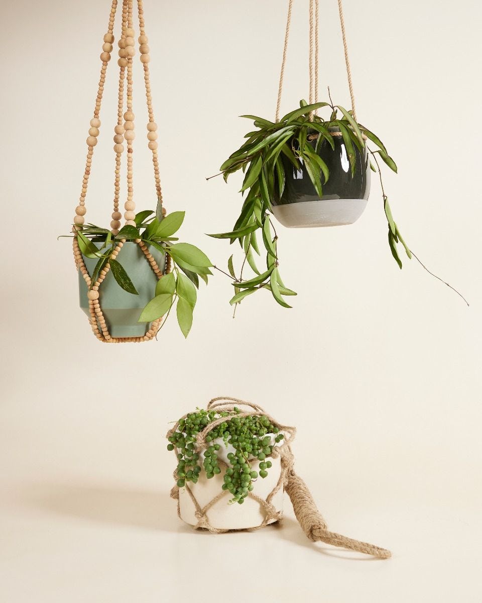 Hanging plants set