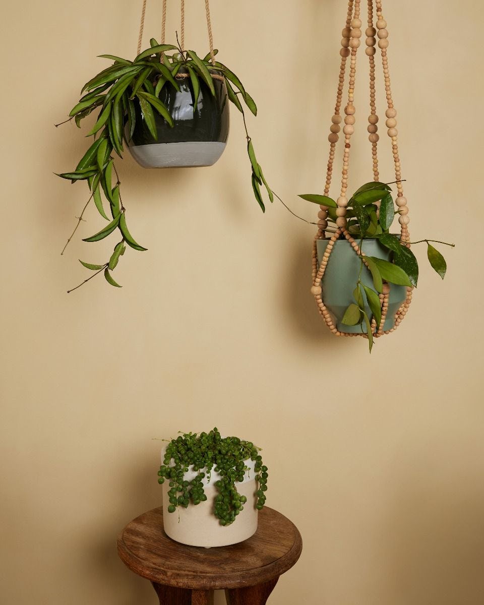 Hanging plants set