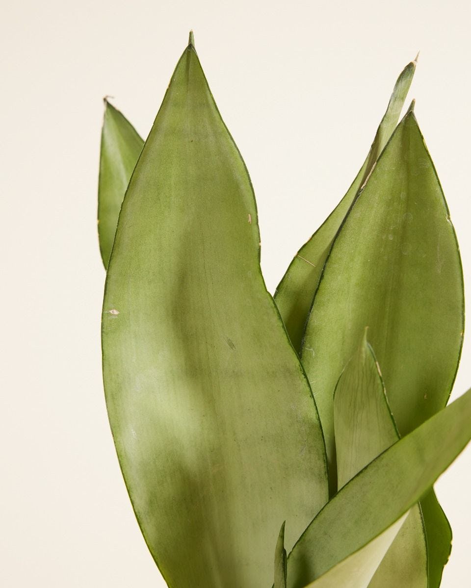 Snake Plant