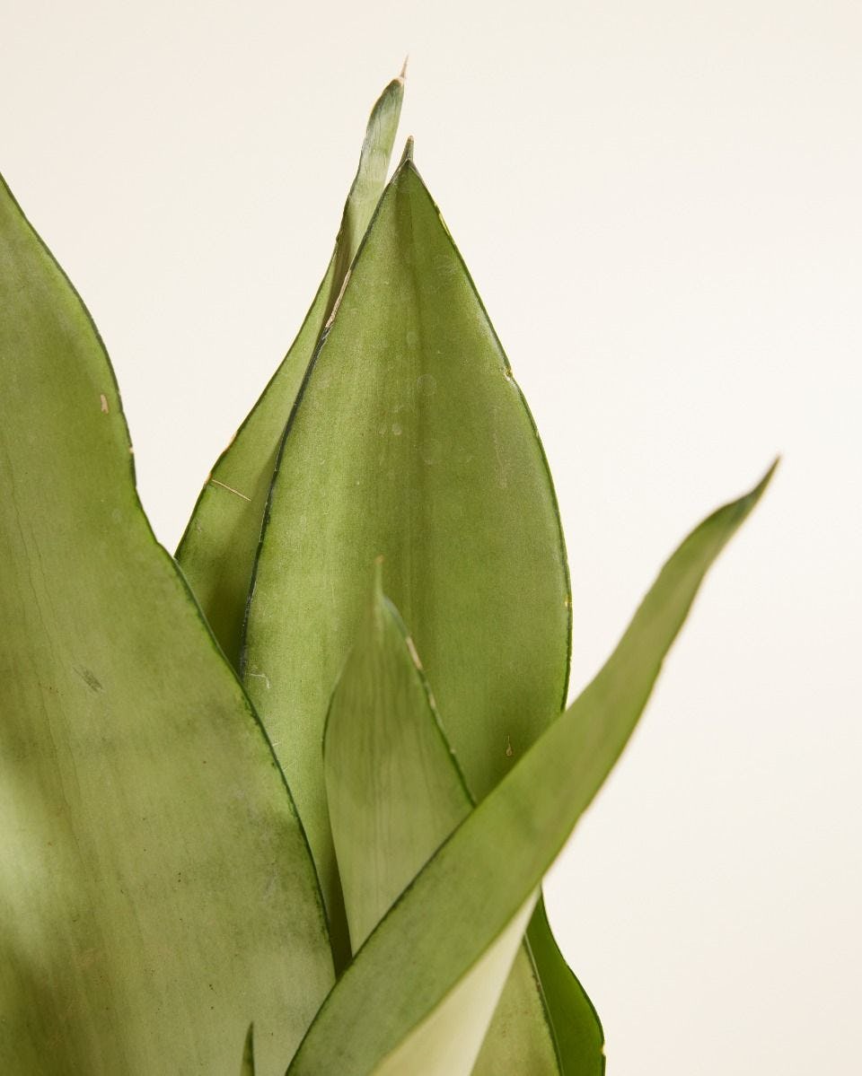 Snake Plant