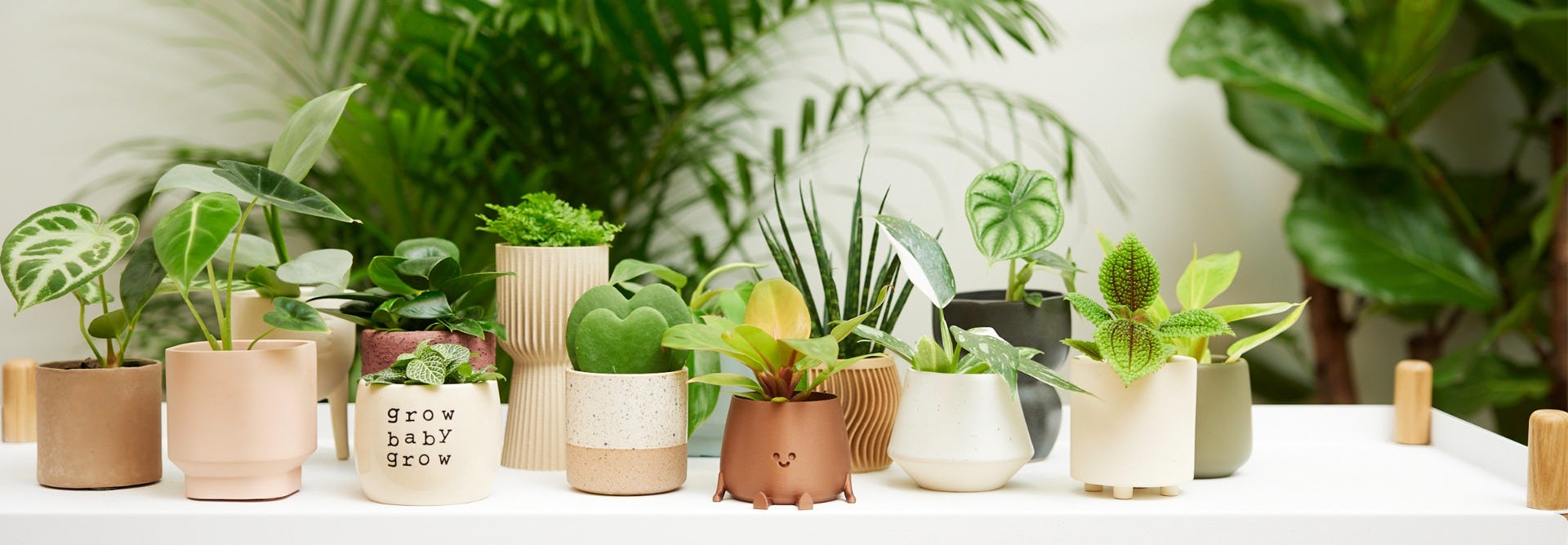 Shop & mini plantjes | PLNTS.com