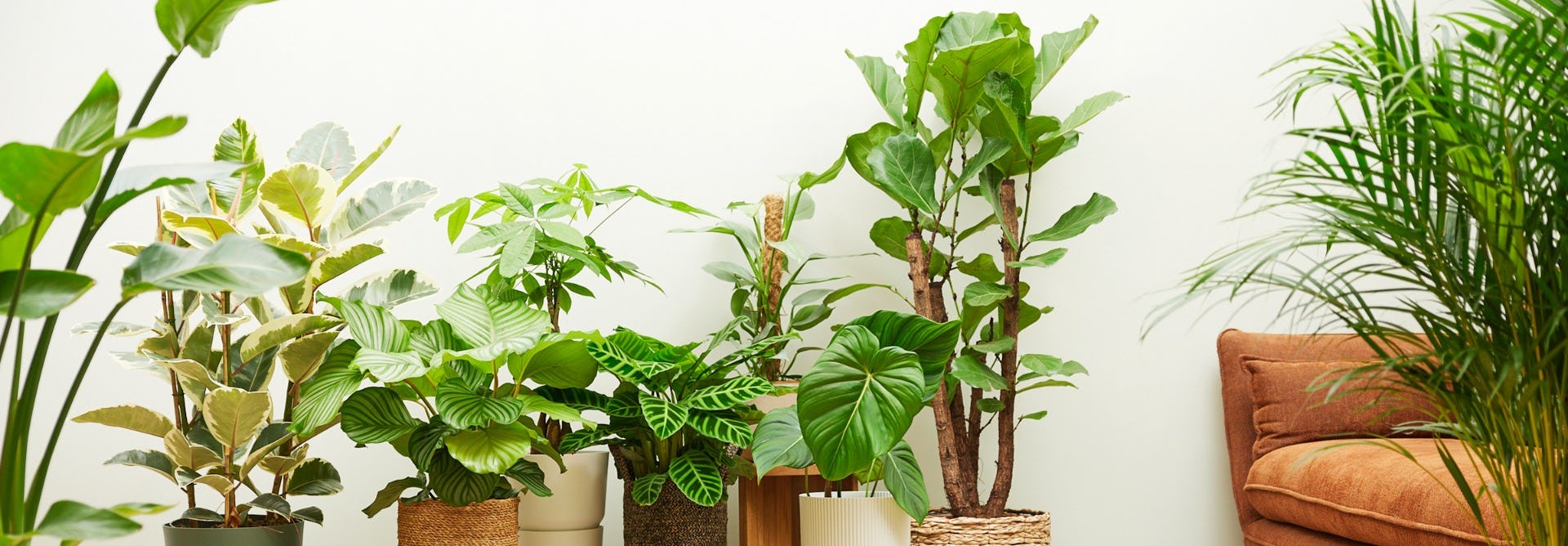 Le migliori piante da appartamento vere che richiedono poche cure