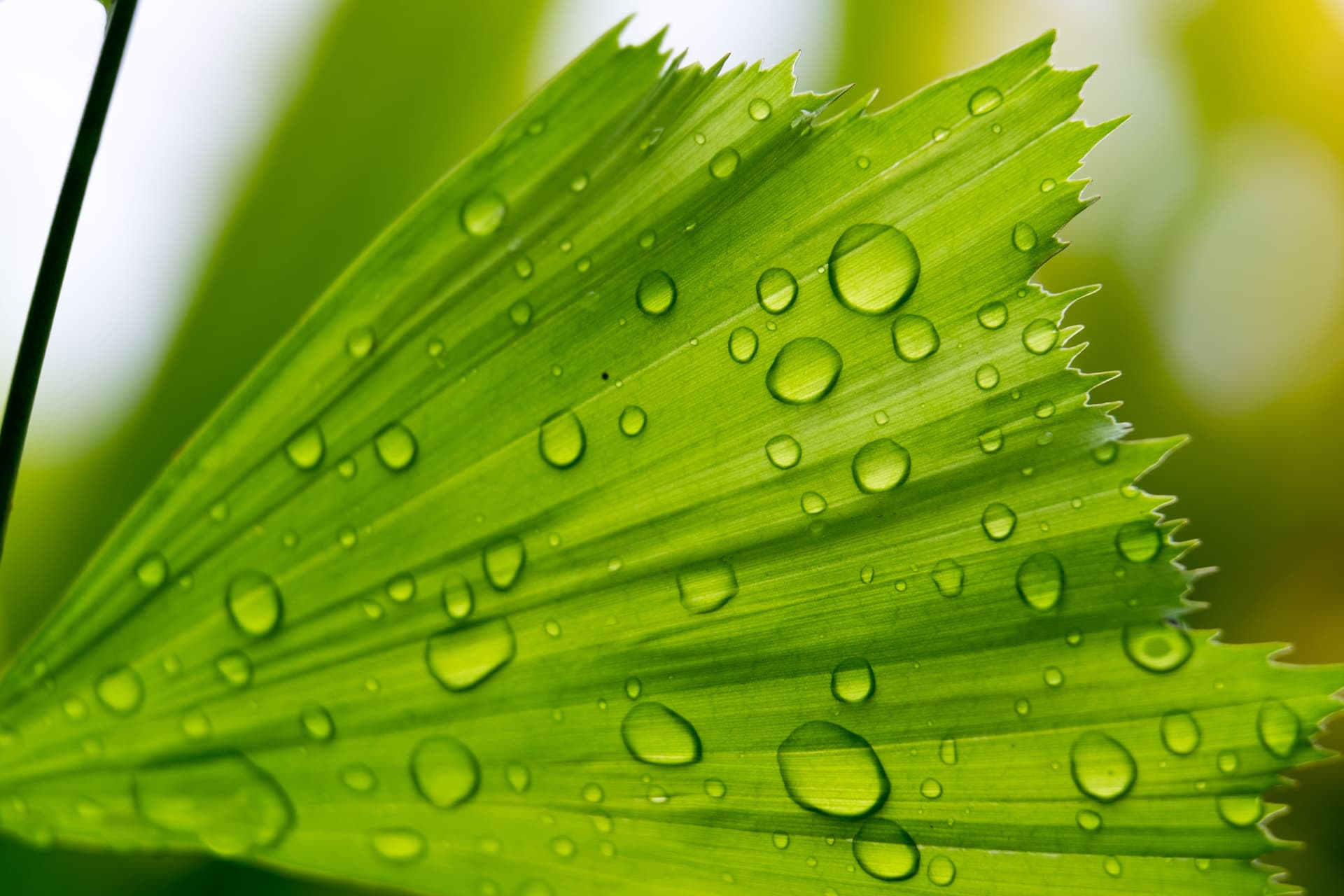 Caryota leaves