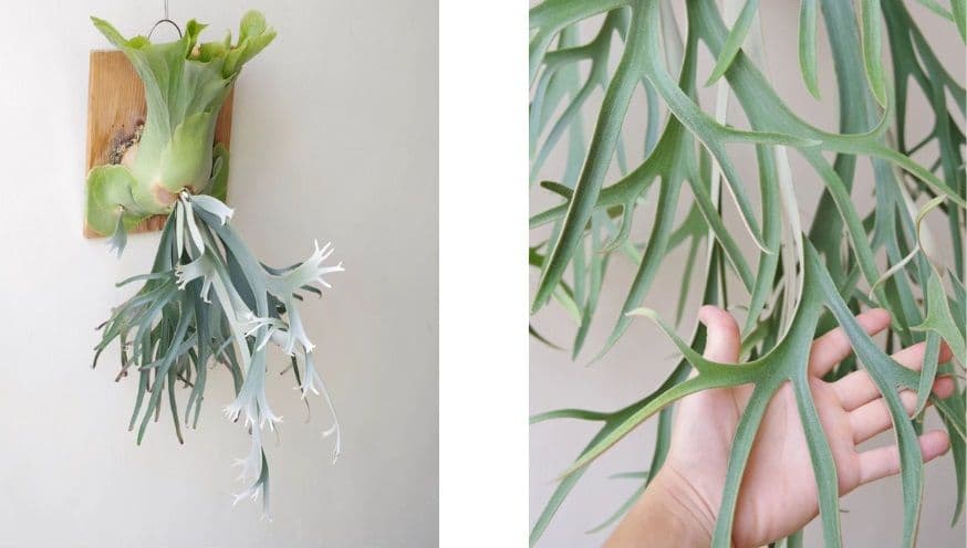 staghorn fern.jpg