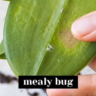 Mealy bug