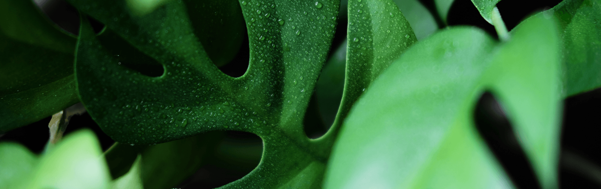 Rhaphidophora leaves