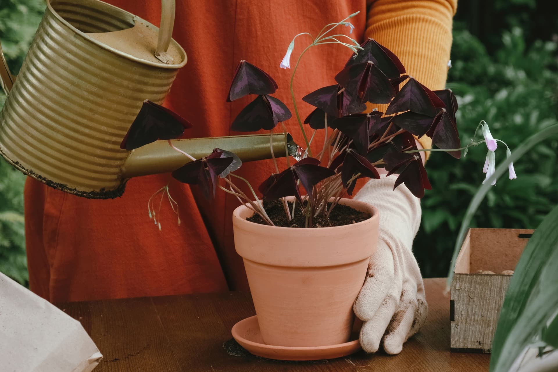 Oxalis watering