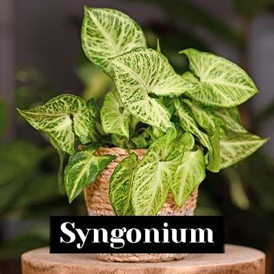 Syngonium - care tips