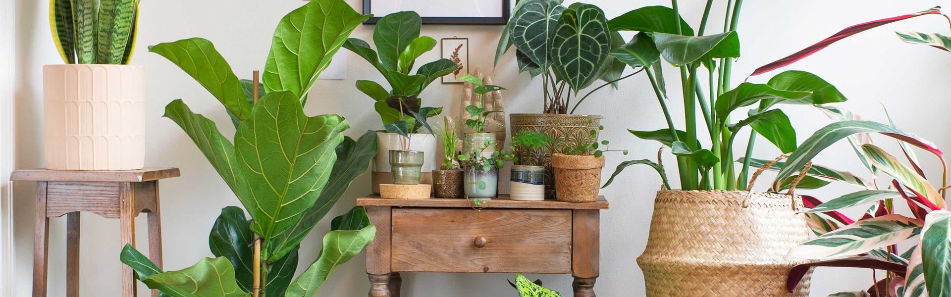 styled plants