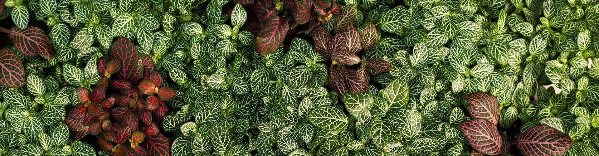 Banner Fittonia care