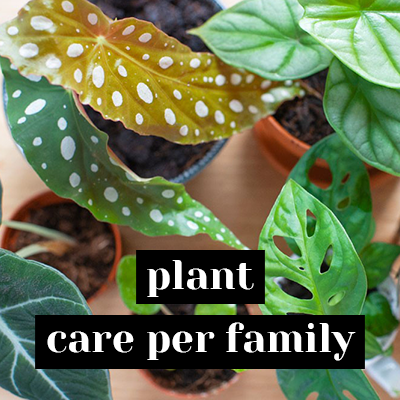 Plant care per family