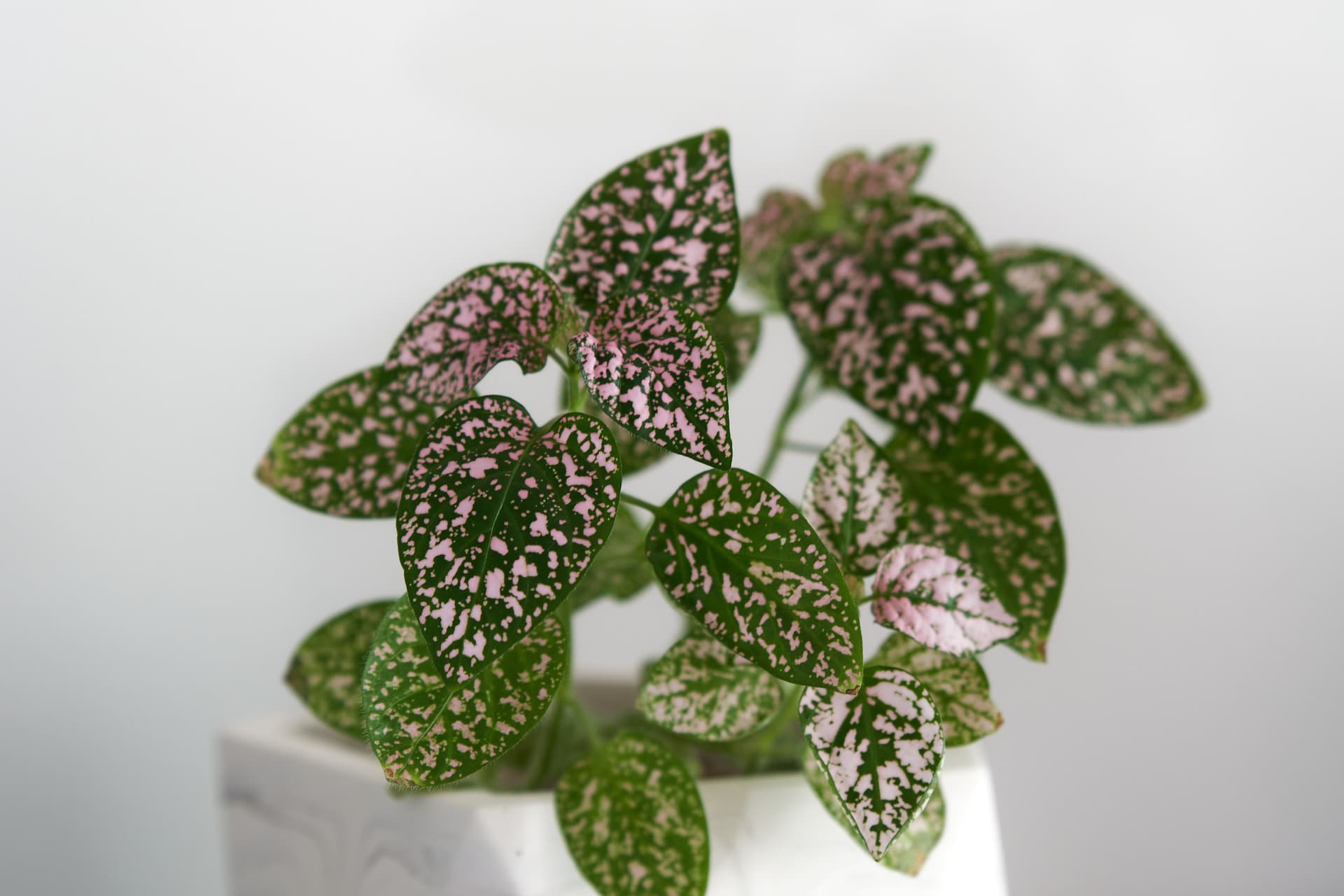 Hypoestes in pot