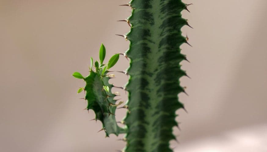 euphorbia 3.jpg