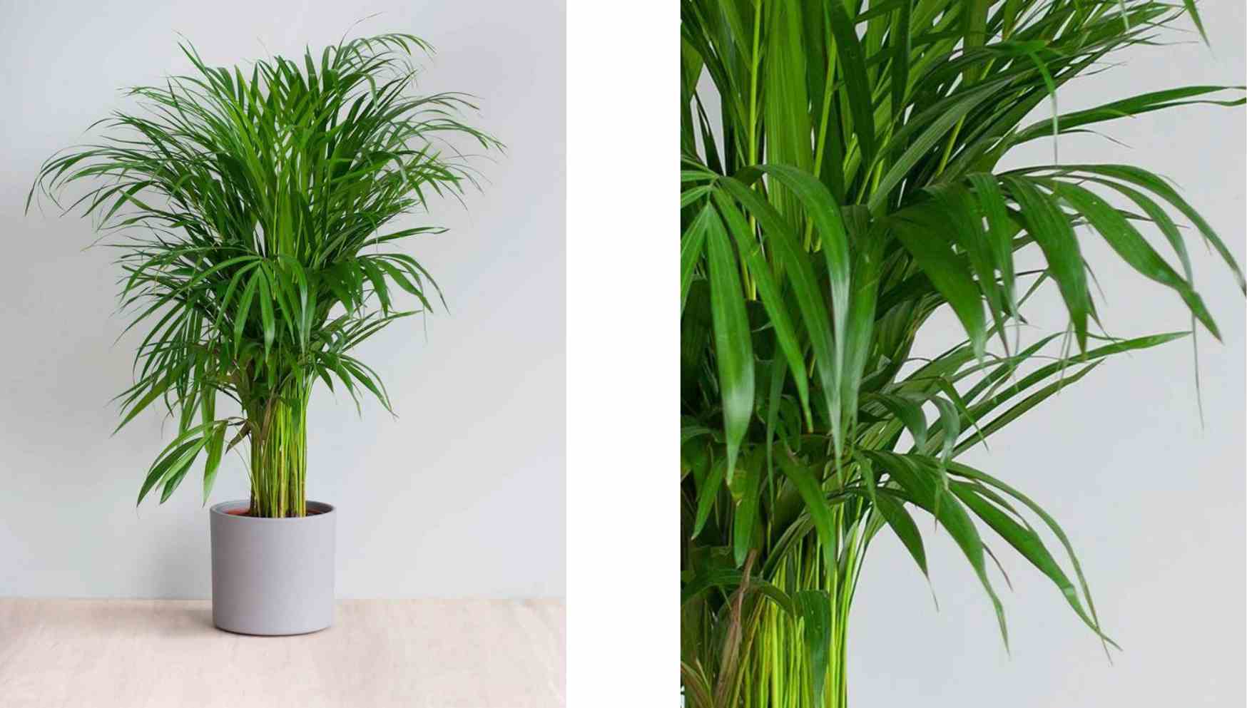 areca5.jpg