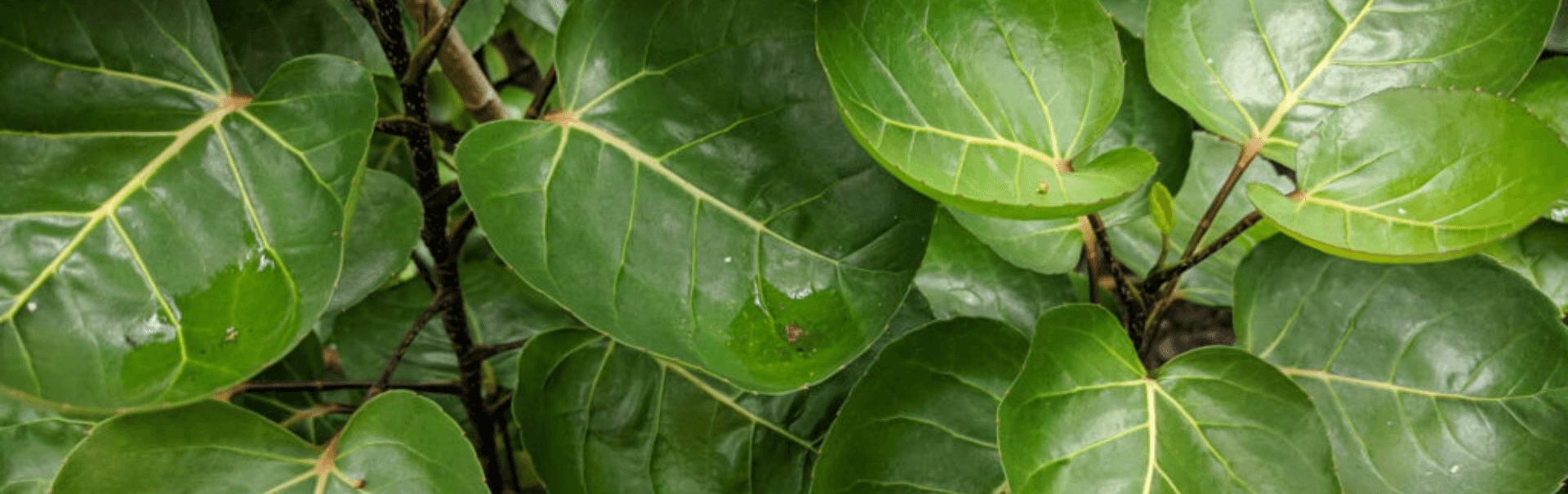 Polyscias leaves