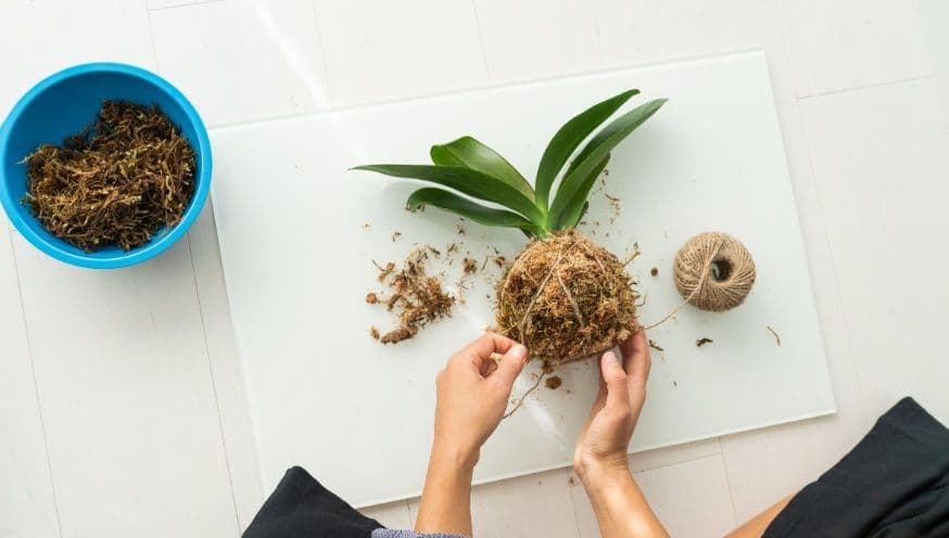 Epiphyte in Kokedama ball.jpg