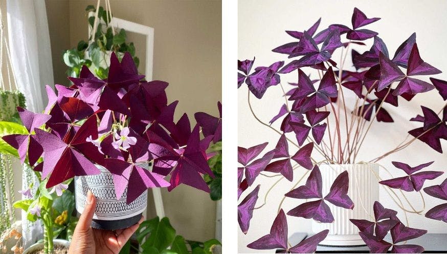 Oxalis plant purple.jpg