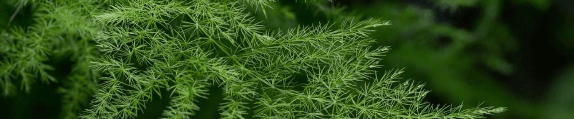 Asparagus leaf