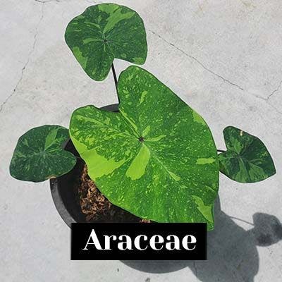 Araceae (Colocasia) - care tips
