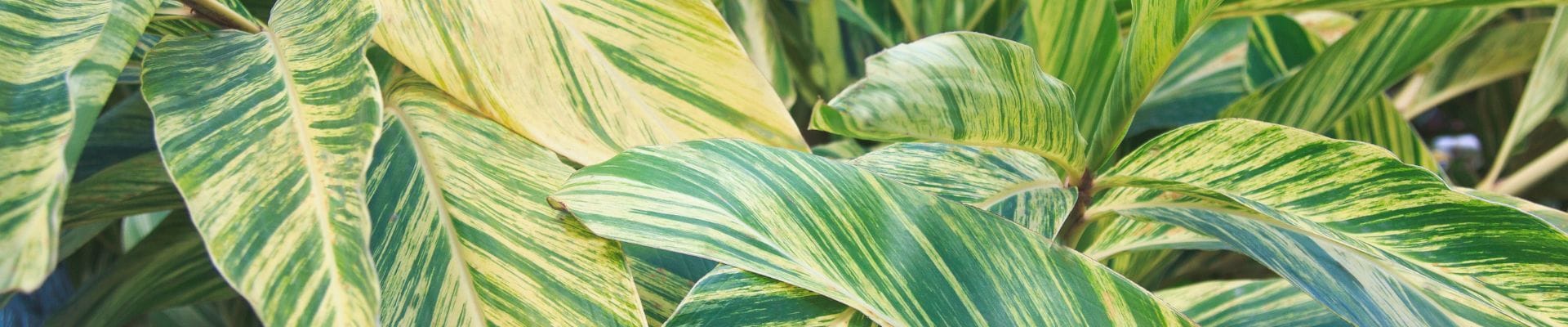 Alpinia leaves