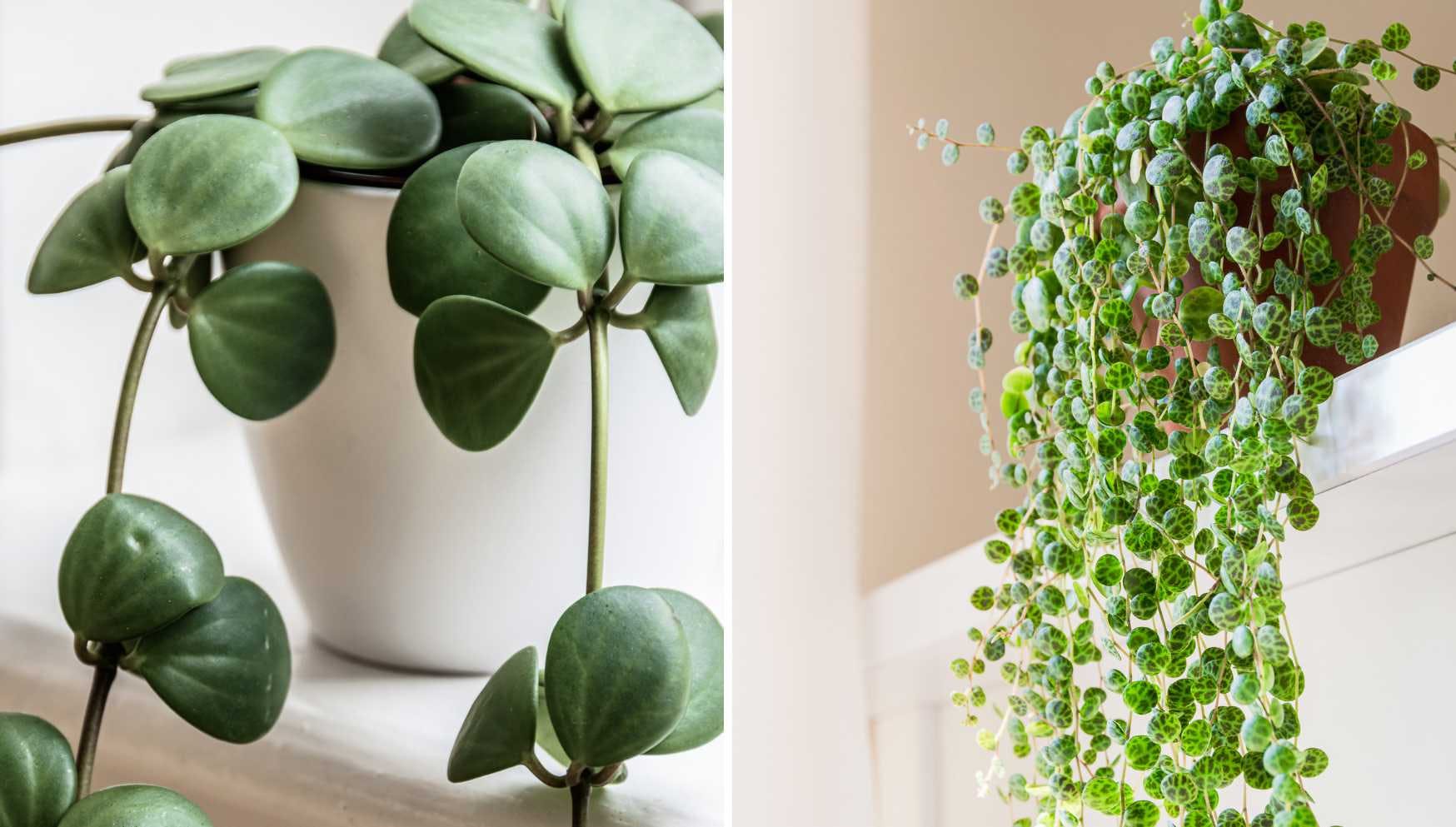 peperomia1.png
