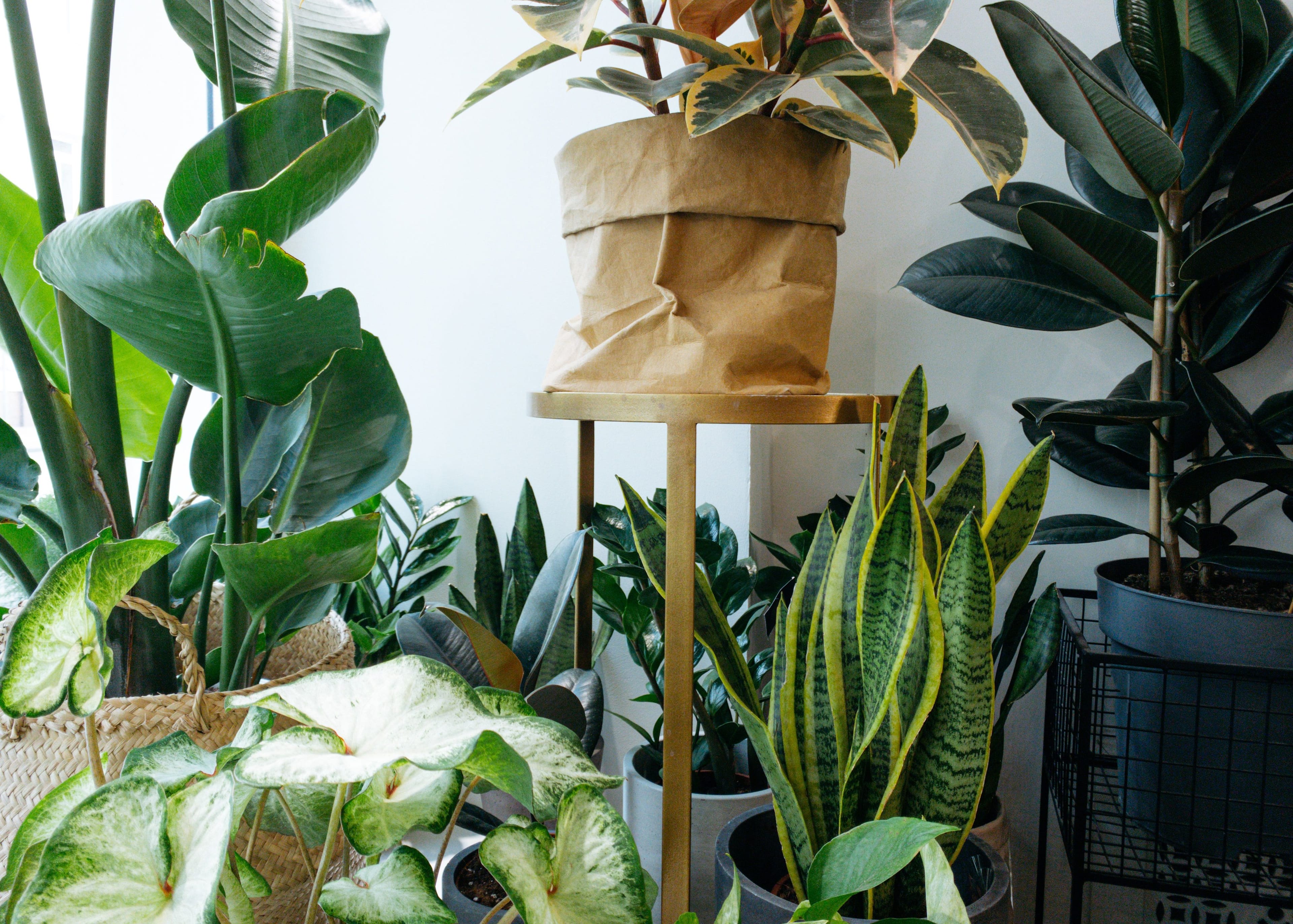 how to style big houseplants