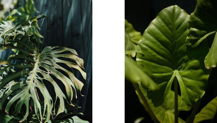 Different leaf shapes.jpg