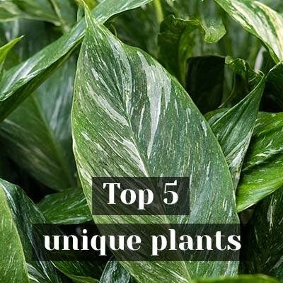 Top 5 unique plants