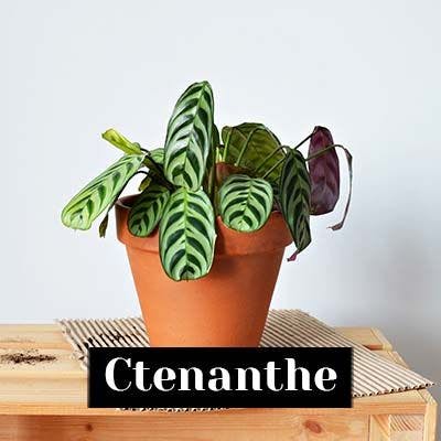 Ctenanthe - care tips