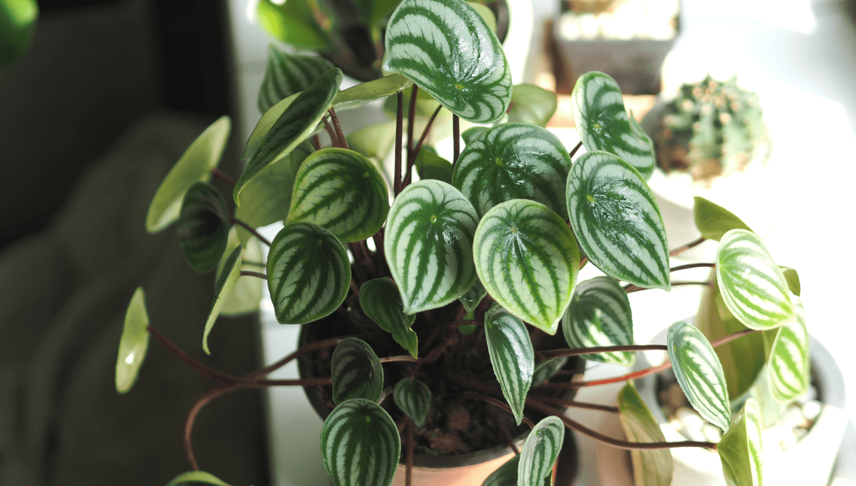 Peperomia radiator plant