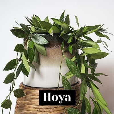Hoya - care tips