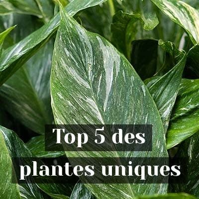 Top 5 des plantes uniques