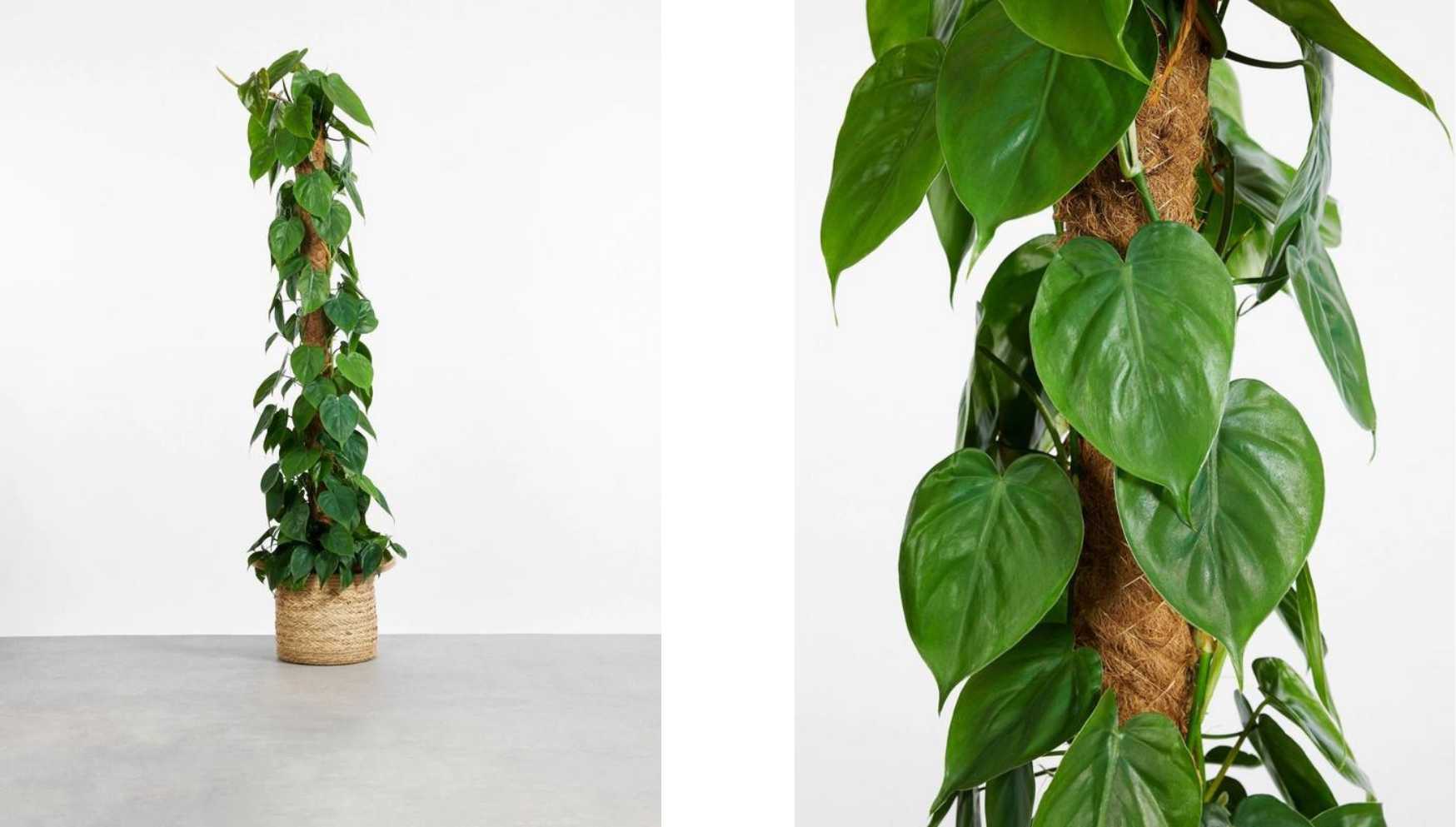 philodendron5.jpg