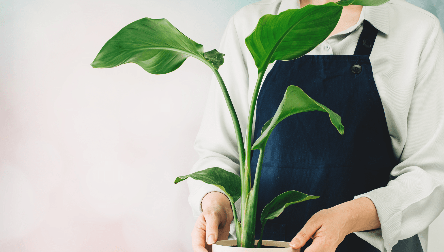 Strelitzia pot