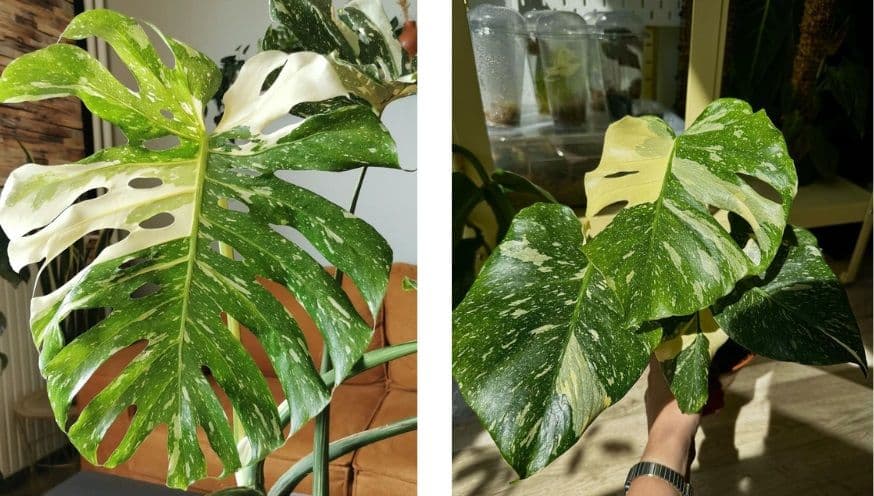 monstera thai.jpg