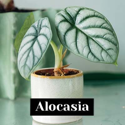 Alocasia - care tips