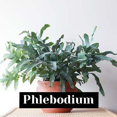 Phlebodium - care tips