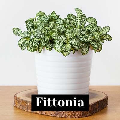 Fittonia - care tips