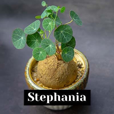 Stephania - care tips