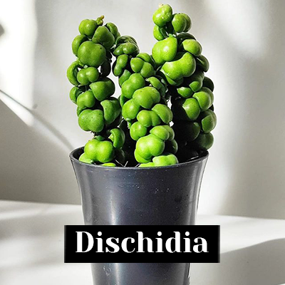 Dischidia - care tips