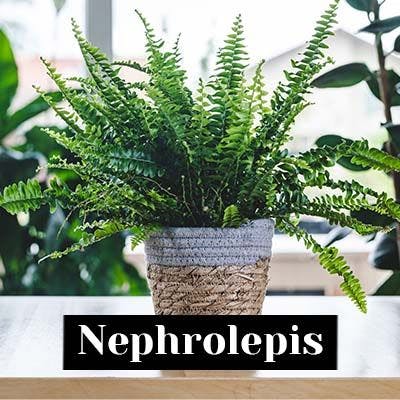 Nephrolepis - care tips