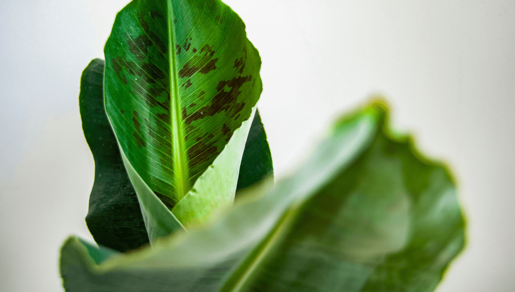 Musa leaves