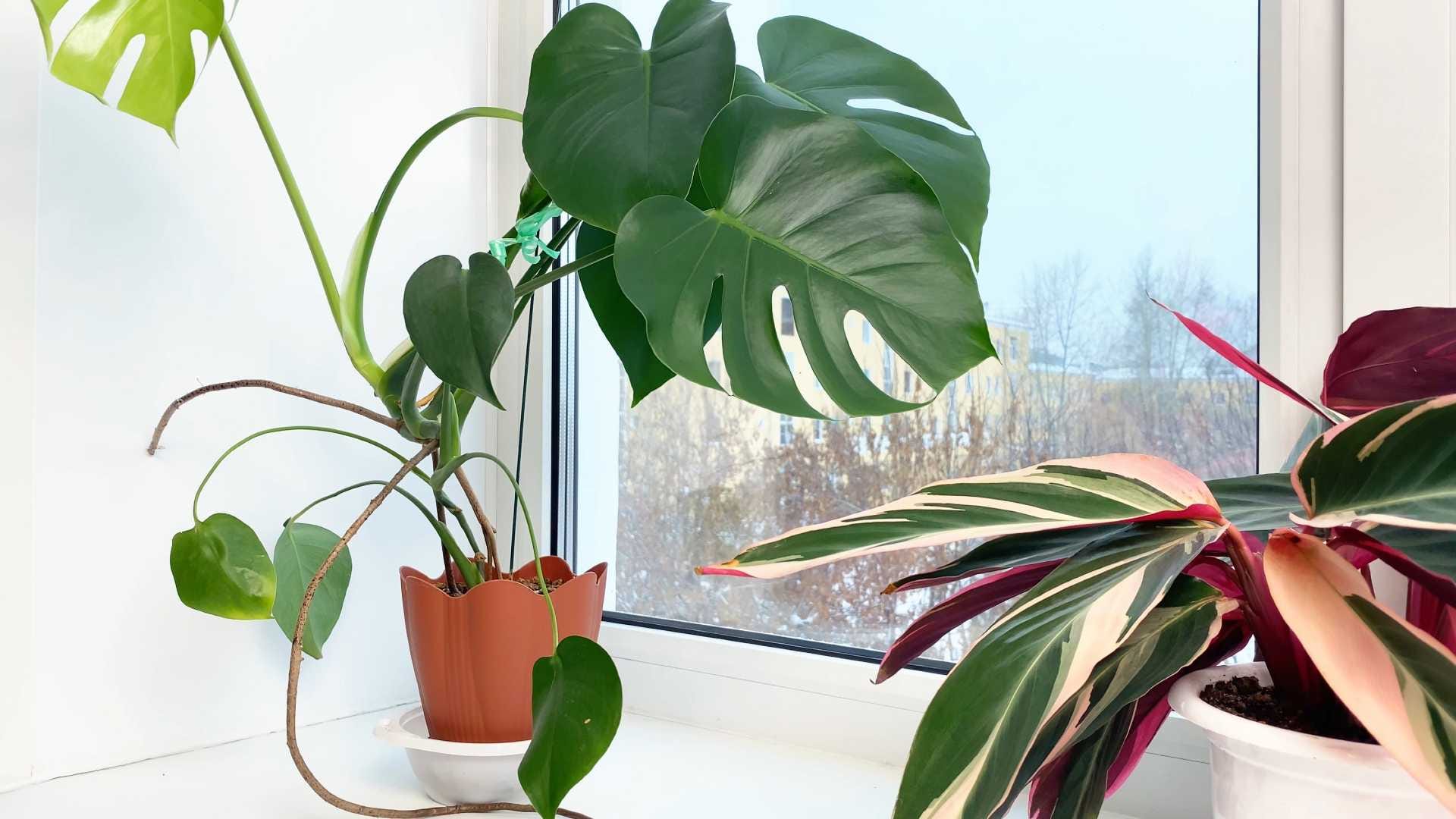 monstera and calathea in windowsill 