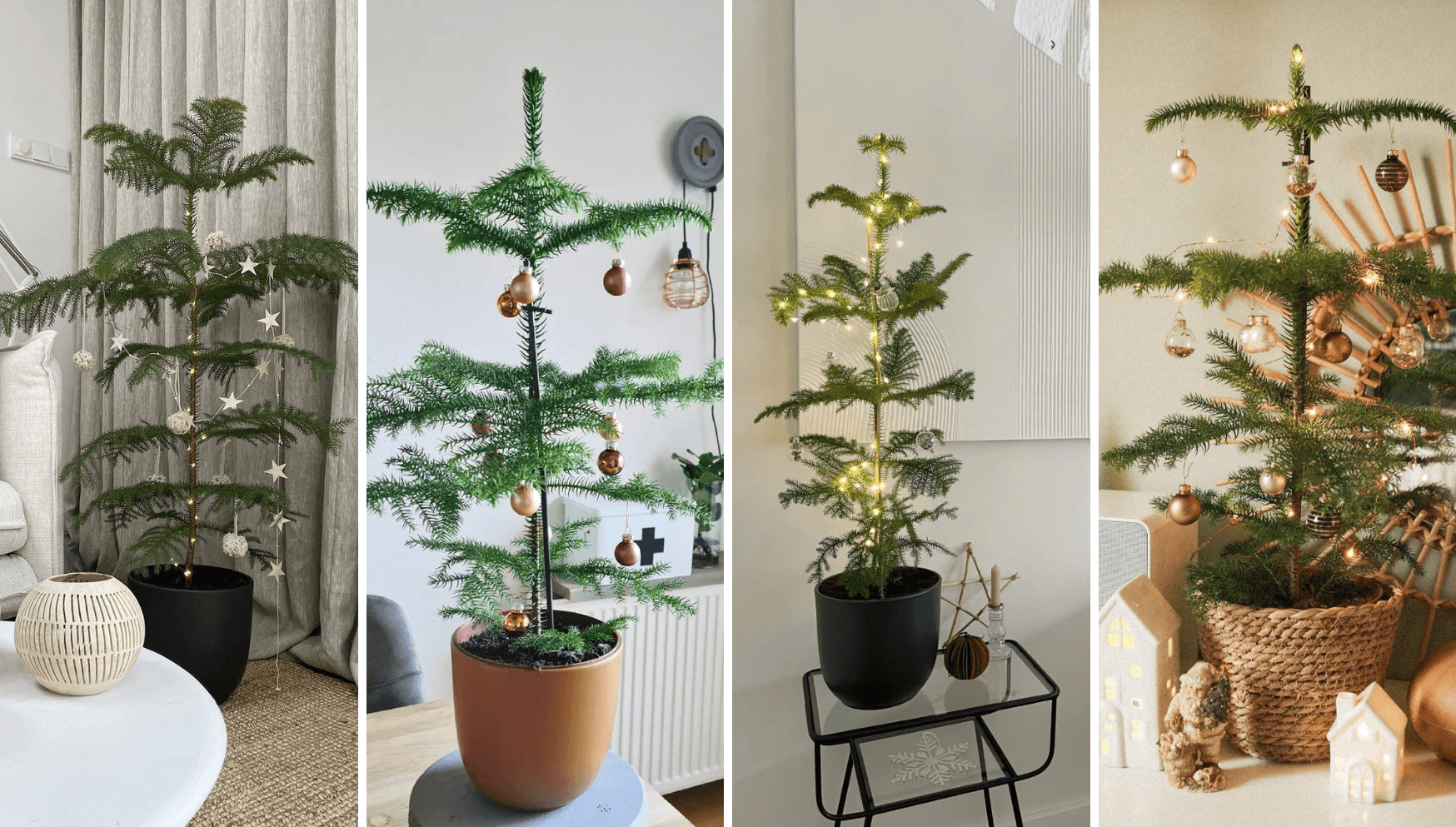 Araucaria heterophylla Christmas